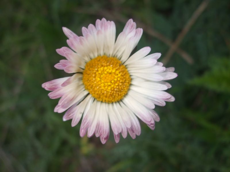 da riconscere 2 - Bellis sp.